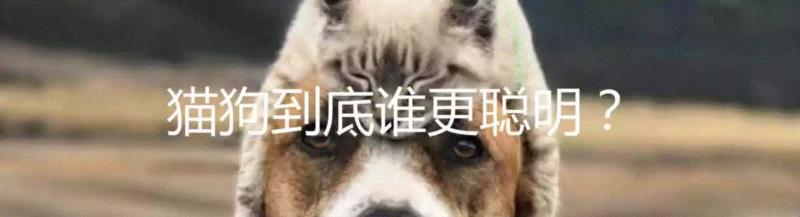 有人对汪星人抬腿撒尿的高度做了深入研究,汪星人,狗狗,小便,麦奎尔,小型犬,图源,标记,小狗,同事,后腿