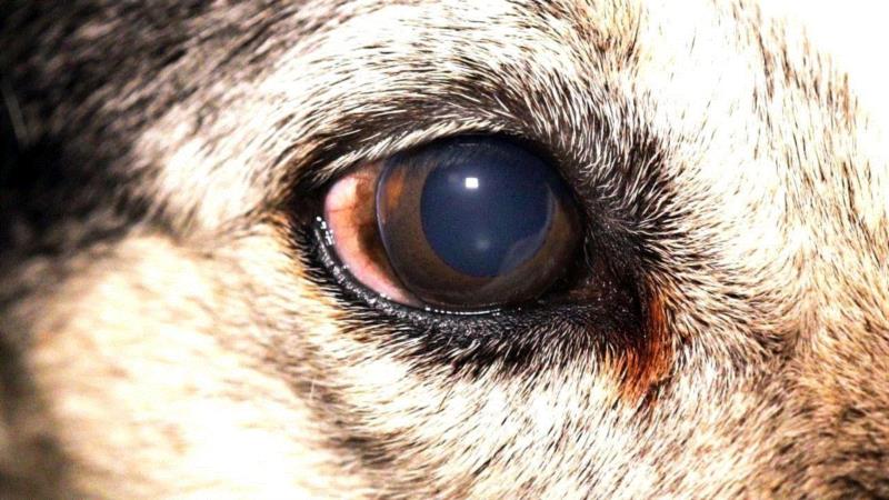 这部评分高达9.5的纪录片，揭露了一场全人类参与的屠杀，却没有解决方法···,纪录片,屠宰场,养鸡场,澳大利亚,母牛,小牛,肉鸡,母鸡,很多人,人道