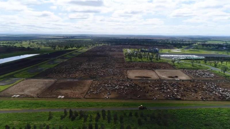 这部评分高达9.5的纪录片，揭露了一场全人类参与的屠杀，却没有解决方法···,纪录片,屠宰场,养鸡场,澳大利亚,母牛,小牛,肉鸡,母鸡,很多人,人道