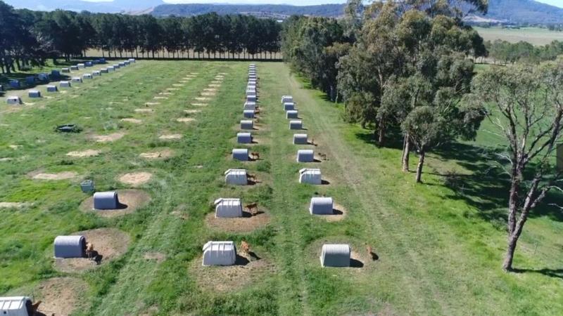 这部评分高达9.5的纪录片，揭露了一场全人类参与的屠杀，却没有解决方法···,纪录片,屠宰场,养鸡场,澳大利亚,母牛,小牛,肉鸡,母鸡,很多人,人道