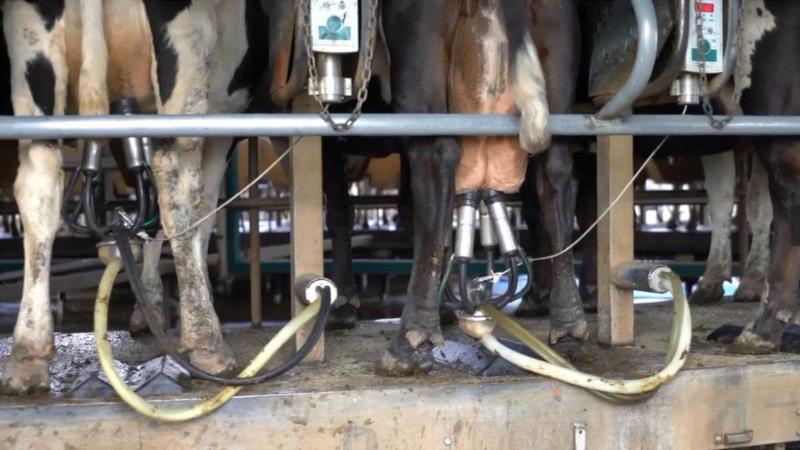 这部评分高达9.5的纪录片，揭露了一场全人类参与的屠杀，却没有解决方法···,纪录片,屠宰场,养鸡场,澳大利亚,母牛,小牛,肉鸡,母鸡,很多人,人道