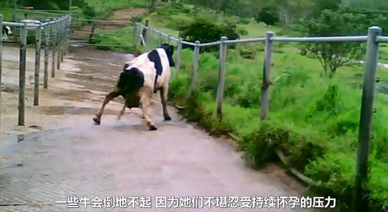 这部评分高达9.5的纪录片，揭露了一场全人类参与的屠杀，却没有解决方法···,纪录片,屠宰场,养鸡场,澳大利亚,母牛,小牛,肉鸡,母鸡,很多人,人道