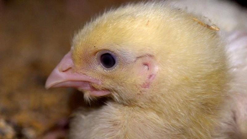 这部评分高达9.5的纪录片，揭露了一场全人类参与的屠杀，却没有解决方法···,纪录片,屠宰场,养鸡场,澳大利亚,母牛,小牛,肉鸡,母鸡,很多人,人道