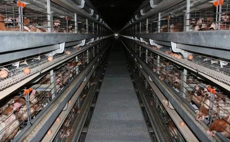 这部评分高达9.5的纪录片，揭露了一场全人类参与的屠杀，却没有解决方法···,纪录片,屠宰场,养鸡场,澳大利亚,母牛,小牛,肉鸡,母鸡,很多人,人道