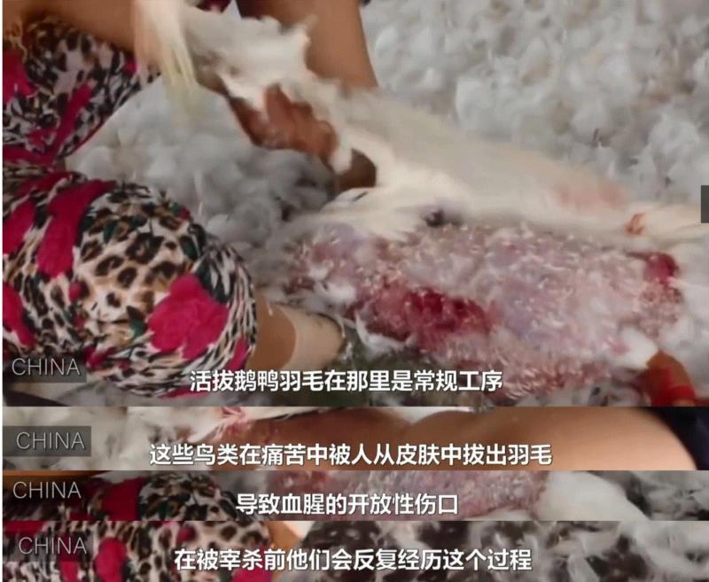 这部评分高达9.5的纪录片，揭露了一场全人类参与的屠杀，却没有解决方法···,纪录片,屠宰场,养鸡场,澳大利亚,母牛,小牛,肉鸡,母鸡,很多人,人道