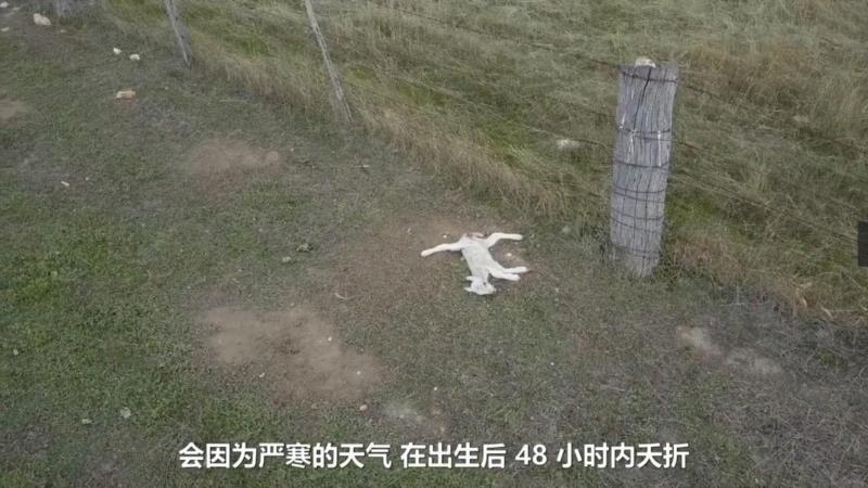 这部评分高达9.5的纪录片，揭露了一场全人类参与的屠杀，却没有解决方法···,纪录片,屠宰场,养鸡场,澳大利亚,母牛,小牛,肉鸡,母鸡,很多人,人道