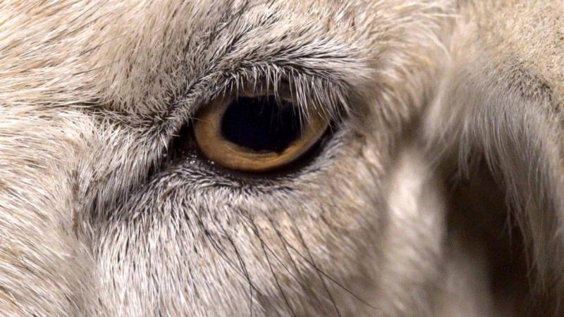 这部评分高达9.5的纪录片，揭露了一场全人类参与的屠杀，却没有解决方法···,纪录片,屠宰场,养鸡场,澳大利亚,母牛,小牛,肉鸡,母鸡,很多人,人道