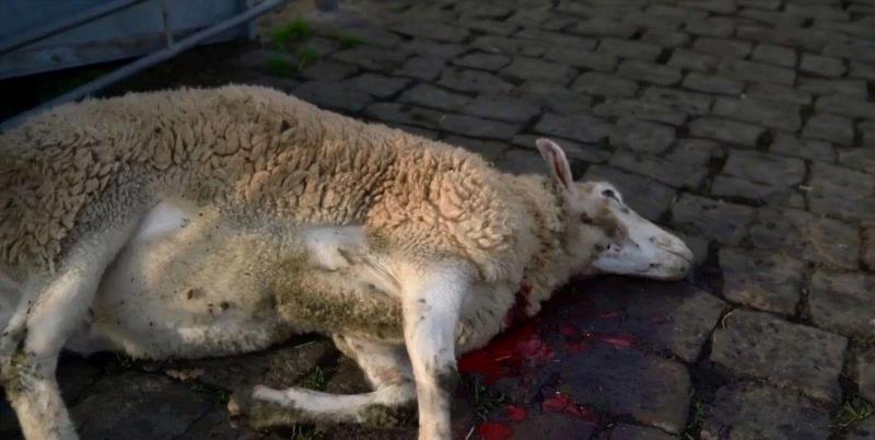 这部评分高达9.5的纪录片，揭露了一场全人类参与的屠杀，却没有解决方法···,纪录片,屠宰场,养鸡场,澳大利亚,母牛,小牛,肉鸡,母鸡,很多人,人道