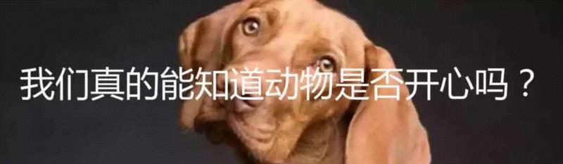 狗会忘记它的主人吗？,主人,狗狗,记忆,图源,教授,记忆力,宠物,语义记忆,阿尔茨海默症,一个人