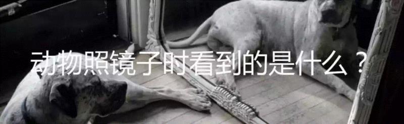狗会忘记它的主人吗？,主人,狗狗,记忆,图源,教授,记忆力,宠物,语义记忆,阿尔茨海默症,一个人