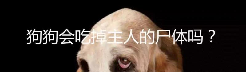 狗会忘记它的主人吗？,主人,狗狗,记忆,图源,教授,记忆力,宠物,语义记忆,阿尔茨海默症,一个人