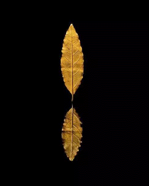 拿破仑加冕皇冠上的一片纯金月桂叶,@拿破仑，如何在举国大庆中花掉800万法郎,拿破仑,举国,大庆,法郎,教皇,巴黎圣母院,佩西耶和方丹,庆典,巴黎,皇帝