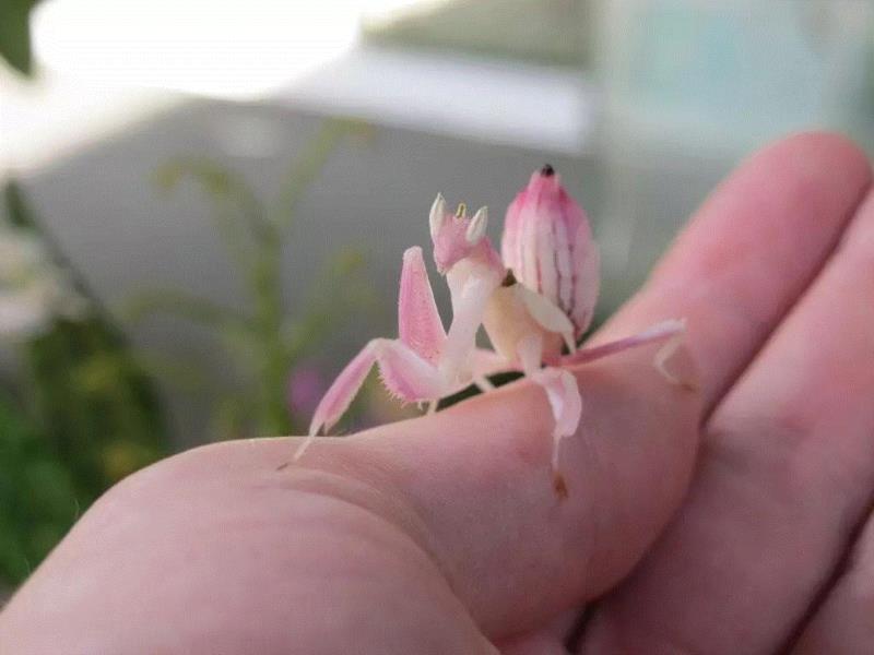 兰花螳螂。图源：Keeping Exotic Pets,如何养一只巨型昆虫做宠物？,宠物,昆虫,拉米,图源,勒罗伊,生物,罗奇,螳螂,非洲,竹节虫