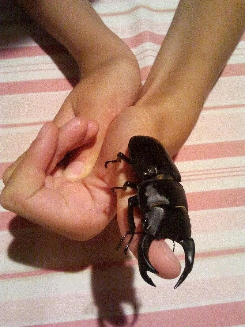 锹形甲虫（Stag beetles）在日本非常流行。图源：Daniel Davis/CC BY 2.