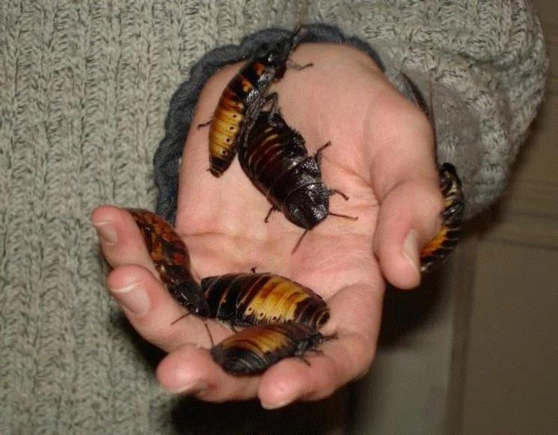 马达加斯加发声蟑螂（Madagascar hissing cockroaches）会成为你友善的朋友