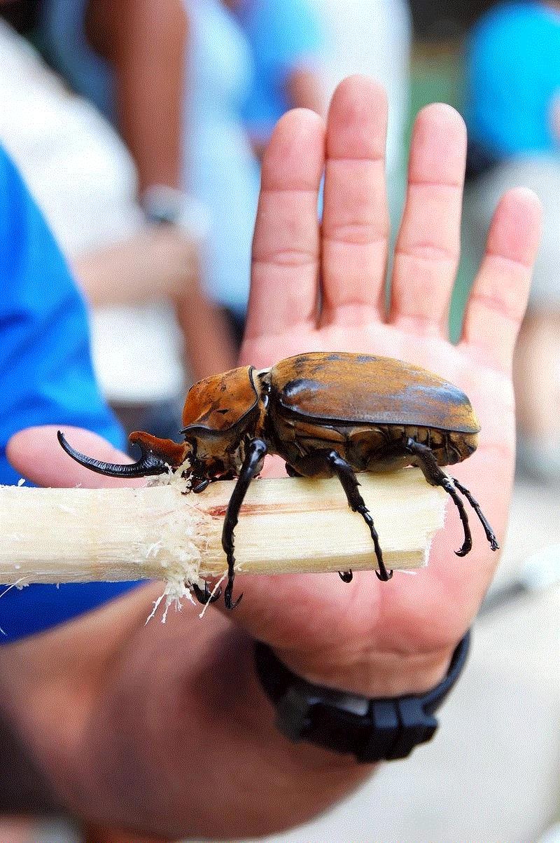 大象象兜虫（Megasoma elephas），雄虫体长50~120毫米，雌虫体长50~75毫米。分