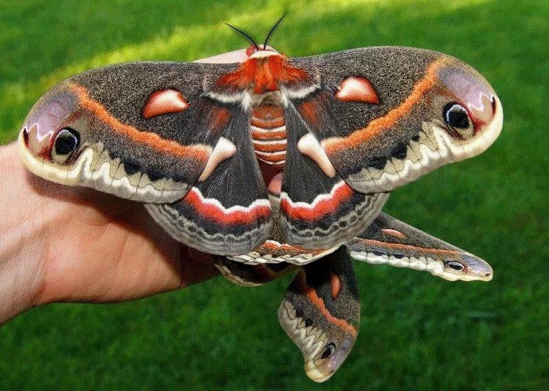 刻克罗普斯蚕蛾（Hyalophora cecropia），也被称之为“罗宾蛾”，是在北美洲发现的体型