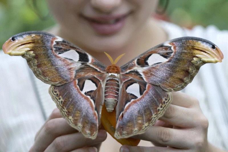 皇蛾（Attacus atlas）是鳞翅目天蚕蛾科属下的一种蛾，以体型巨大著名。图源：rubenga