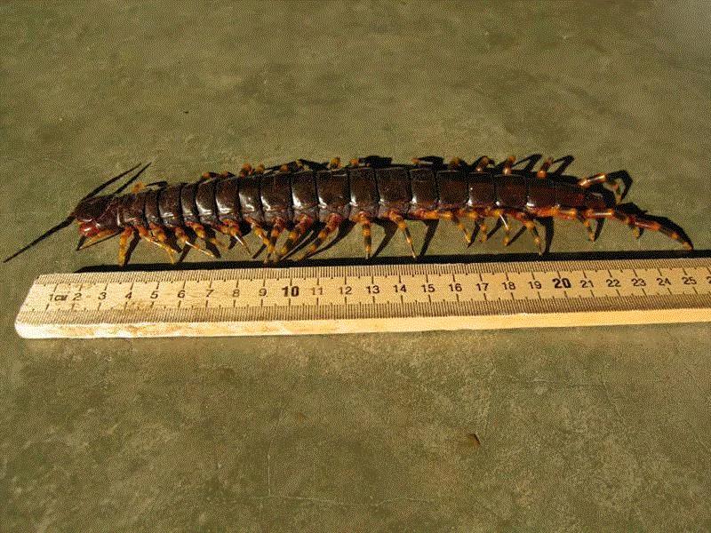 秘鲁巨人蜈蚣（Scolopendra gigantea）又名亚马逊巨人蜈蚣，是世界上最大的蜈蚣。栖息