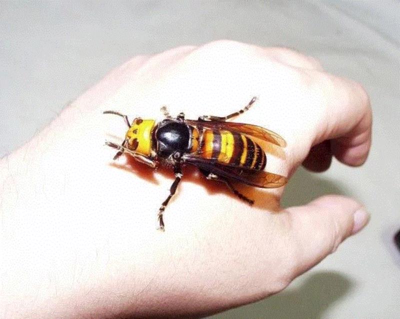 亚洲大虎头蜂（Vespa mandarinia）。图源：Justin/CC BY 2.0,如何养一只巨型昆虫做宠物？,宠物,昆虫,拉米,图源,勒罗伊,生物,罗奇,螳螂,非洲,竹节虫