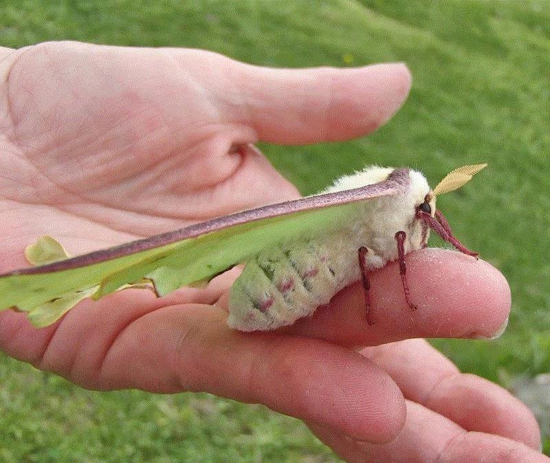 月斑天蚕蛾（Actias luna），主要分布在北美洲。图源：promiseminime/CC BY