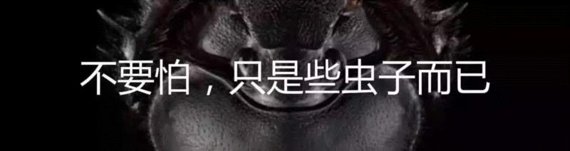 如何养一只巨型昆虫做宠物？,宠物,昆虫,拉米,图源,勒罗伊,生物,罗奇,螳螂,非洲,竹节虫