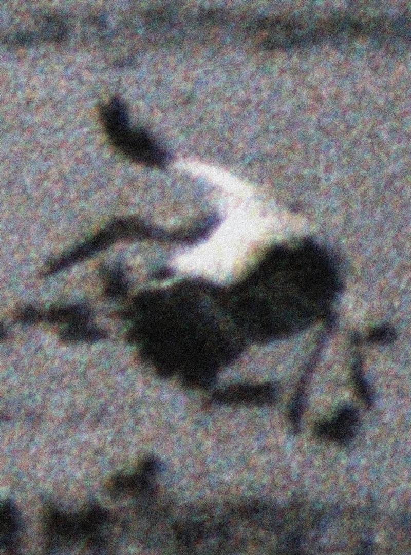 《鹤势》局部 Detail of&nbsp;Twilight Cranes,展讯｜心师目：秋麦艺术展,秋麦,展讯,心师目,艺术展,墨本,Seas,博物馆,皮纸,山海图,the