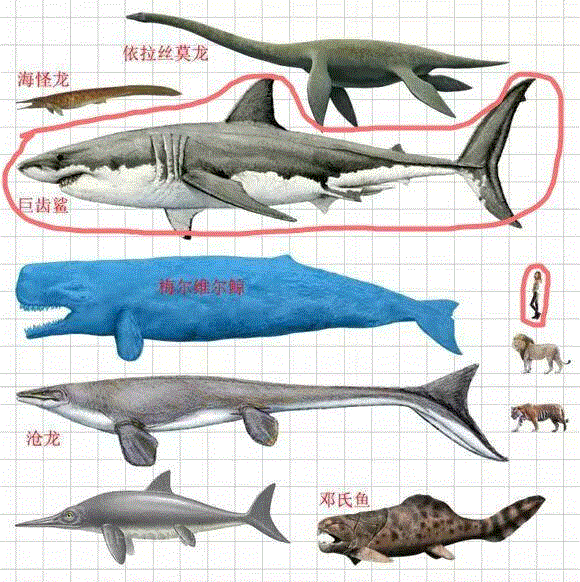 海洋顶级掠食者，支配你的恐惧,海洋,掠食者,巨齿鲨,电影,大白鲨,怪兽,鲨鱼,灾难,特效,斯皮尔伯格