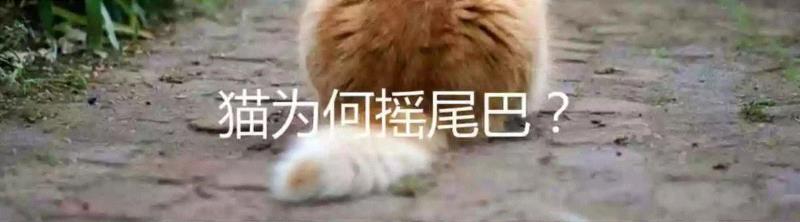 有关猫咪咕噜声的最新研究,咕噜声,猫咪,咕噜,图源,猫猫,骨骼,叫声,德贝维尔,韦茨曼,铲屎