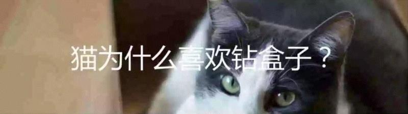 有关猫咪咕噜声的最新研究,咕噜声,猫咪,咕噜,图源,猫猫,骨骼,叫声,德贝维尔,韦茨曼,铲屎