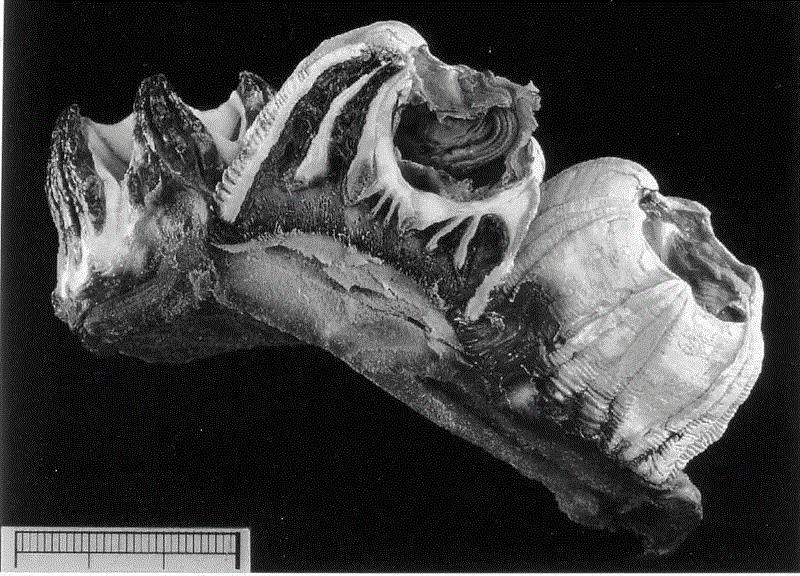 嵌在座头鲸身上的小冠藤壶。图源：耶鲁大学地质与地球物理系阿道夫·塞拉彻,有种鲸虱，真的比我们还孤独,鲸虱,身上,海豚,虱子,鲸鱼,宿主,图源,体型,周围,纳塔利娅