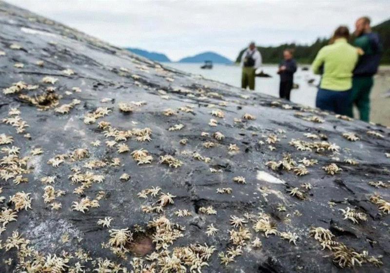 有种鲸虱，真的比我们还孤独,鲸虱,身上,海豚,虱子,鲸鱼,宿主,图源,体型,周围,纳塔利娅