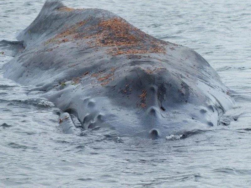 有种鲸虱，真的比我们还孤独,鲸虱,身上,海豚,虱子,鲸鱼,宿主,图源,体型,周围,纳塔利娅