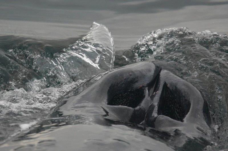 在这头灰鲸的气孔周围，可以看到少量的鲸虱。图源：Mike Rae,有种鲸虱，真的比我们还孤独,鲸虱,身上,海豚,虱子,鲸鱼,宿主,图源,体型,周围,纳塔利娅