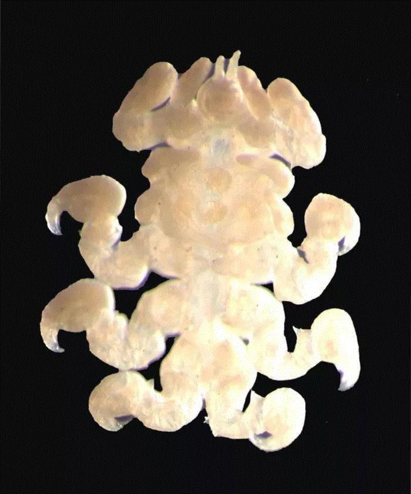 有种鲸虱，真的比我们还孤独,鲸虱,身上,海豚,虱子,鲸鱼,宿主,图源,体型,周围,纳塔利娅