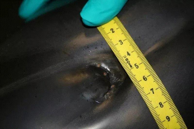 有种鲸虱，真的比我们还孤独,鲸虱,身上,海豚,虱子,鲸鱼,宿主,图源,体型,周围,纳塔利娅