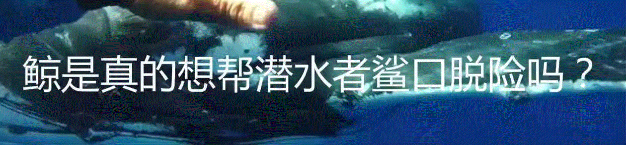 有种鲸虱，真的比我们还孤独,鲸虱,身上,海豚,虱子,鲸鱼,宿主,图源,体型,周围,纳塔利娅