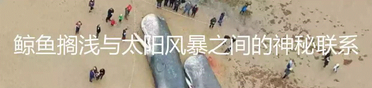 有种鲸虱，真的比我们还孤独,鲸虱,身上,海豚,虱子,鲸鱼,宿主,图源,体型,周围,纳塔利娅