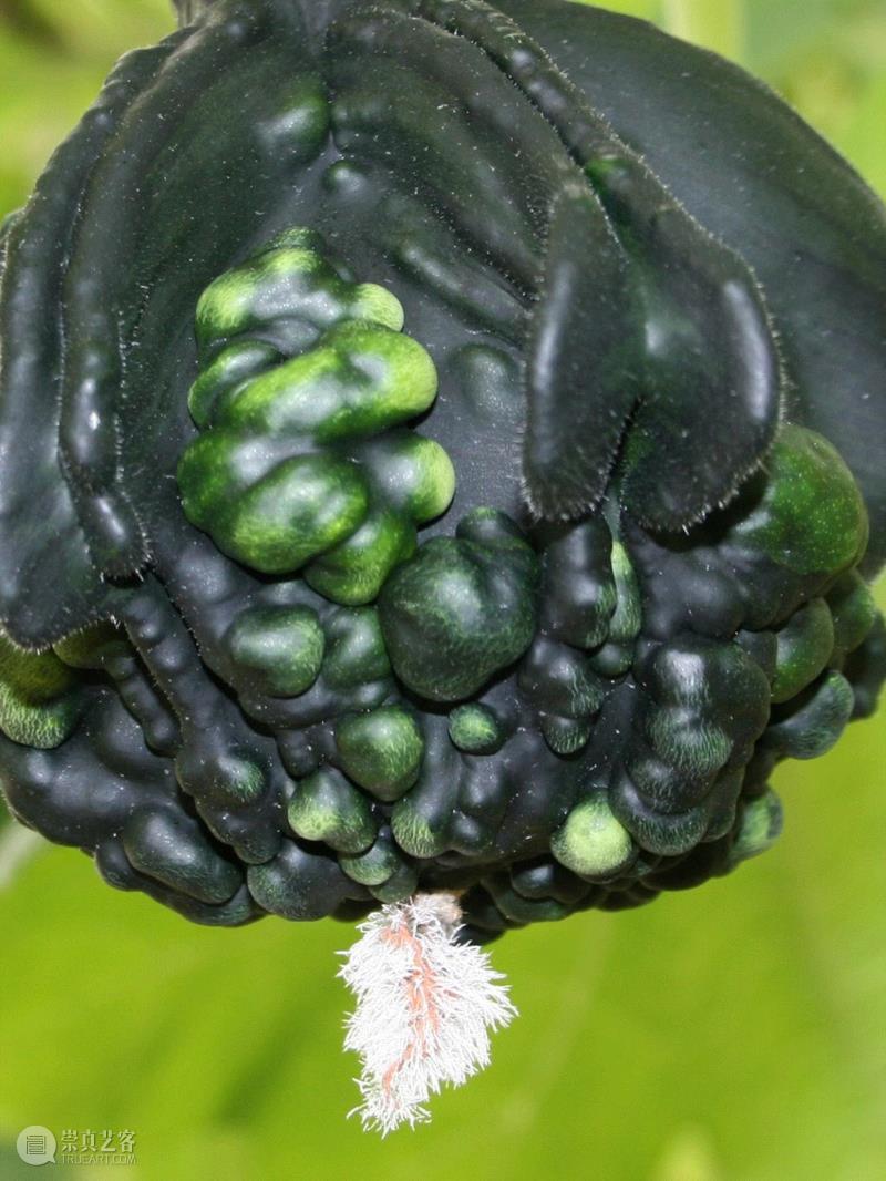 李山 | 解放生命