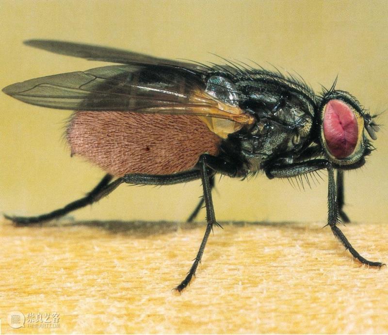 李山 | 解放生命