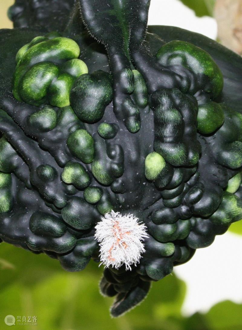 李山 | 生物艺术系列-南瓜计划,李山 | 解放生命