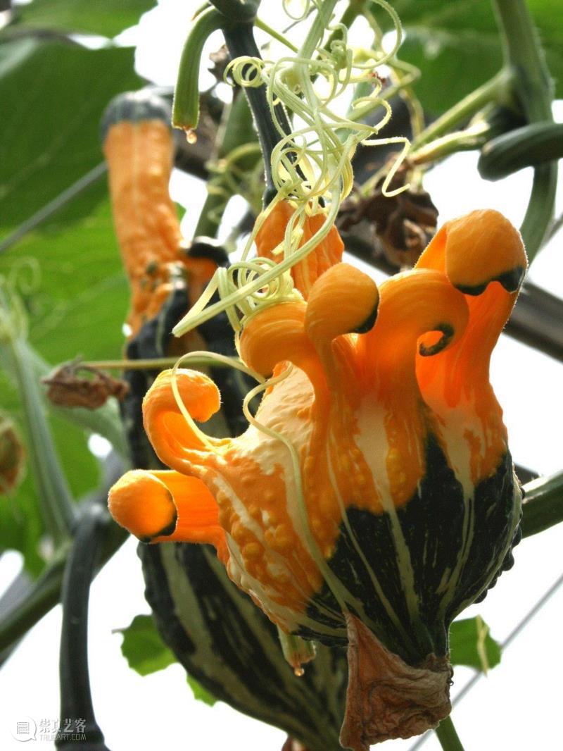 李山 | 生物艺术系列-南瓜计划,李山 | 解放生命