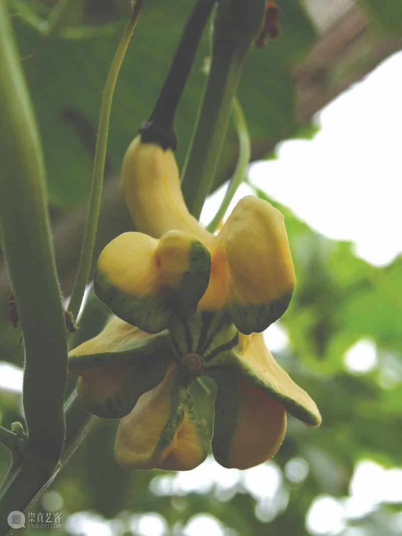 李山 | 生物艺术系列-南瓜计划,李山 | 解放生命