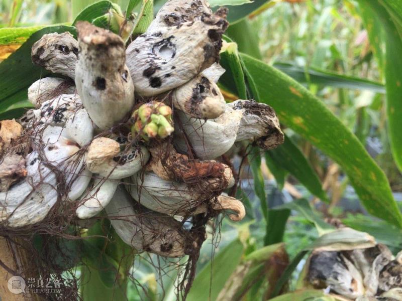 李山 | 生物艺术系列-涂抹,李山 | 解放生命