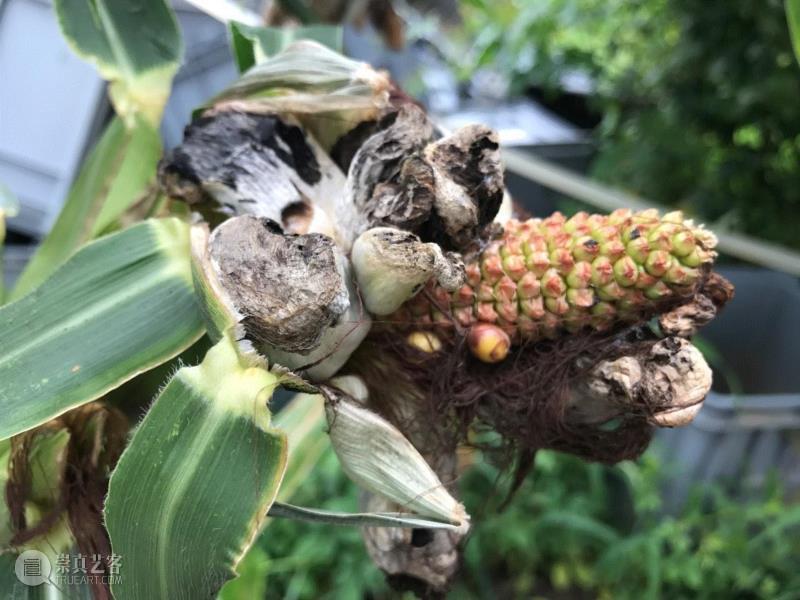 李山 | 生物艺术系列-涂抹,李山 | 解放生命