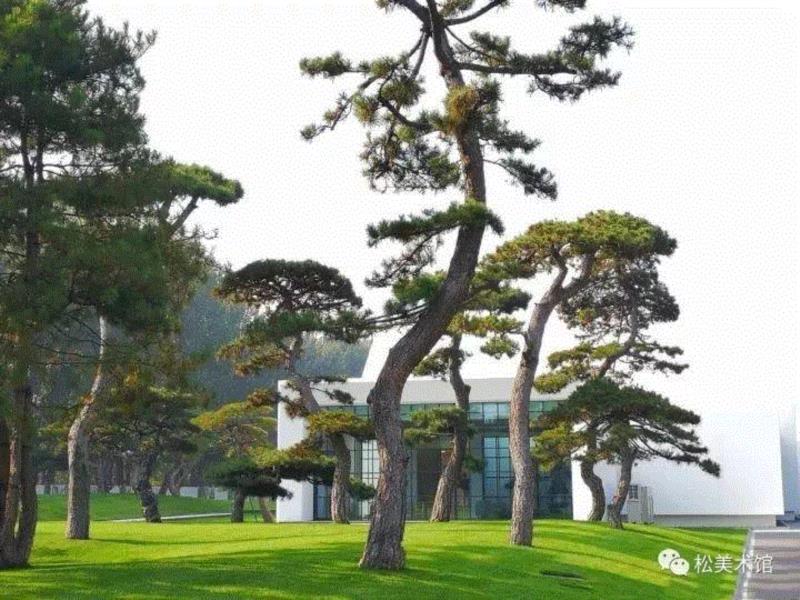 ▲松美术馆外景,「松间对话」精彩回放 | “松”文化与中国古代的文人生活（下）