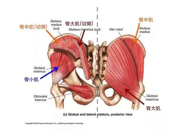图源：physiospot,我们为什么有臀部？,臀部,肌肉,图源,臀大肌,骨盆,臀肌,屁股,尾巴,哺乳动物,大腿