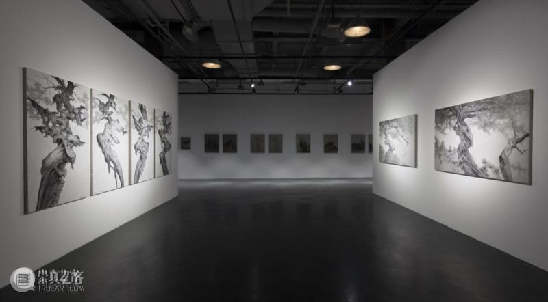 “雪松·游自然”展览现场，摄影：明心,沪申画廊|“雪松·游自然”开幕 展现独特东方气韵,沪申画廊,水墨,雪松,天安当代艺术中心,现代传媒集团