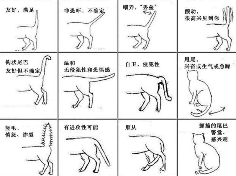 图源：Life with Cerebellar Hypoplasia Cats,猫为什么要摇尾巴？,尾巴,猫猫,图源,肢体语言,猫咪,空中,耳朵,某物,利维坦,antusen