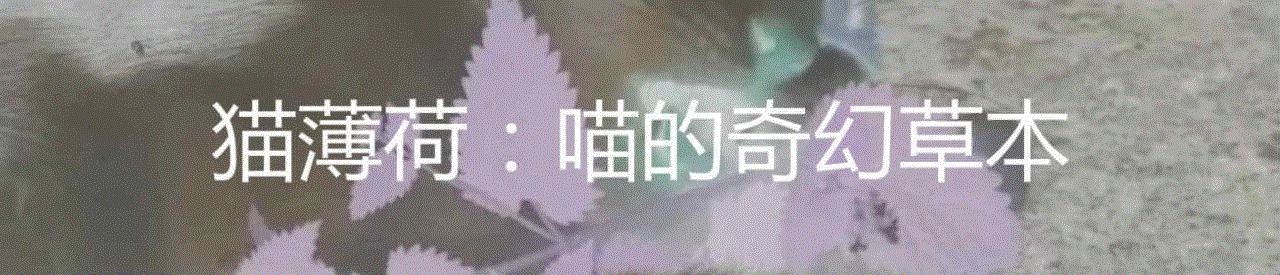 猫为什么要摇尾巴？,尾巴,猫猫,图源,肢体语言,猫咪,空中,耳朵,某物,利维坦,antusen